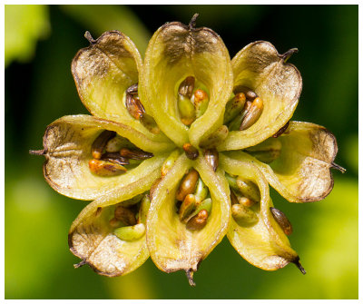 seed pods of Marsh-marigold
