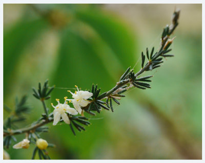 Asparagus acutifolius