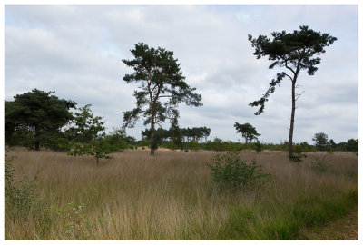 Groote Heide 