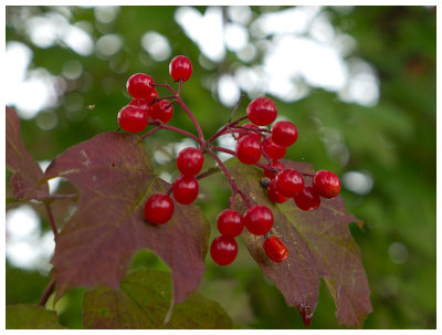 Viburnum opulus