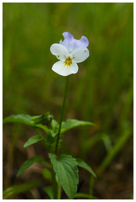 Viola arvensis