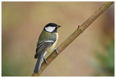 Great Tit  