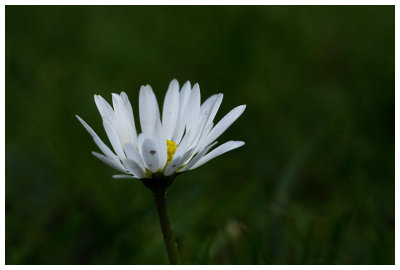 Bellis perennis  