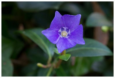 Vinca minor