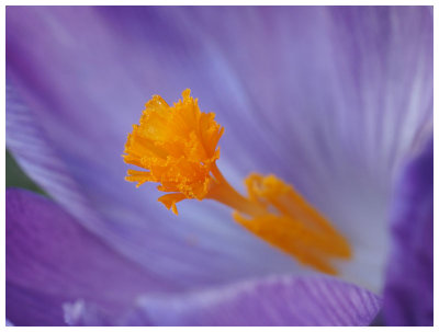 crocus