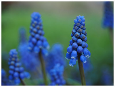 Muscari botryoides 