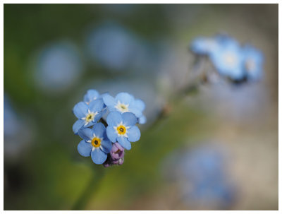 Myosotis sylvatica  