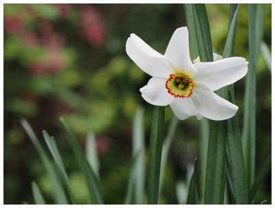 Narcissus poeticus