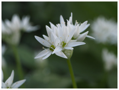 Allium ursinum 