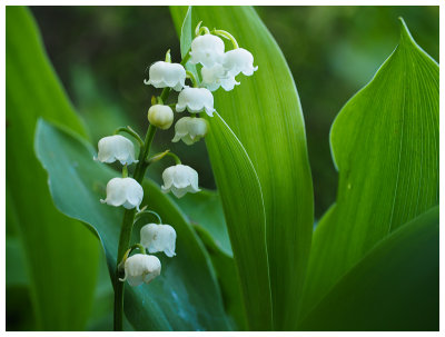 Convallaria majalis  