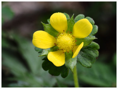 Potentilla indica  