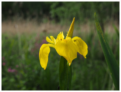 Iris pseudacorus 