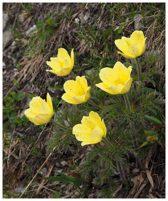 Pulsatilla alpina subsp. apiifolia  