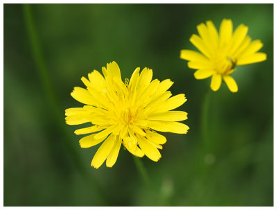 Crepis capillaris