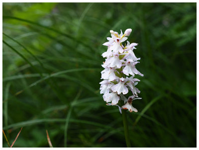 Dactylorhiza fuchsii