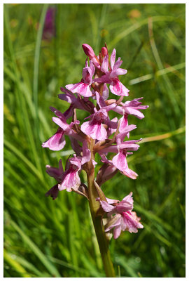 Orchis mascula?