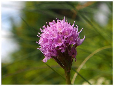 Traunsteinera globosa  