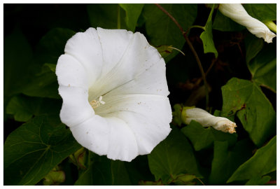 Calystegia sepium  