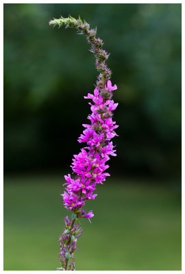 Lythrum salicaria