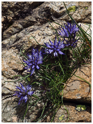 Phyteuma hedraianthifolium 