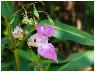 Impatiens glandulifera  