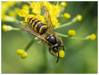 Dolichovespula media