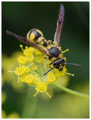 Eumenes coarctatus  