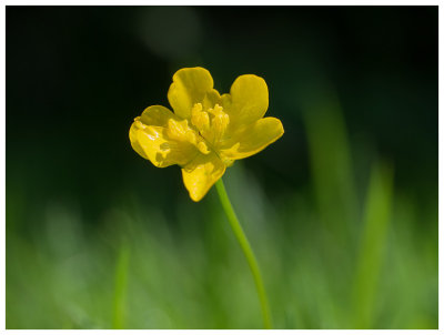 Ranunculus repens