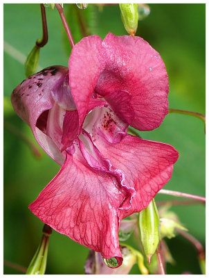 Impatiens glandulifera  