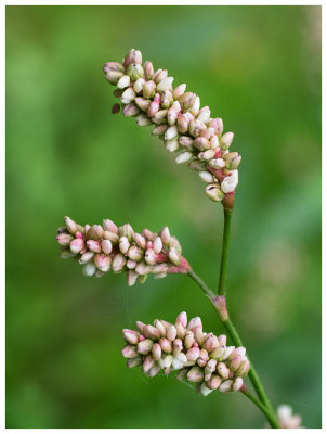 Polygonum persicaria