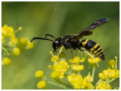 Odynerus spinipes   