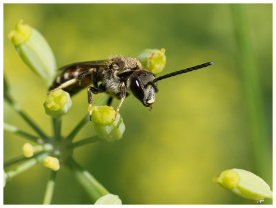 a solitaire bee