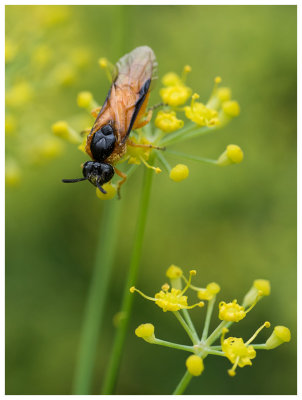 Tenthredinidae spec