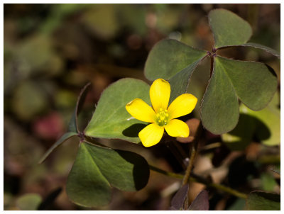 Oxalis corniculata 