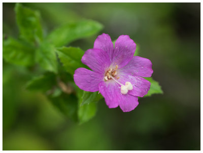 Epilobium hirsitum