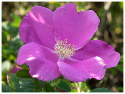 Rosa gallica    