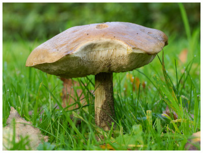 Leccinum scabrum  