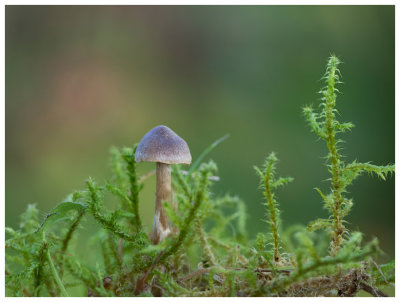 Inocybe sp.