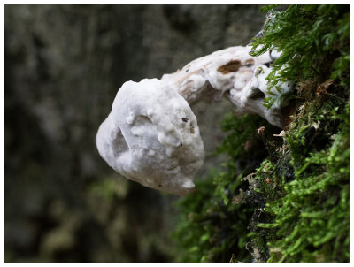 mushroom covered with fungus