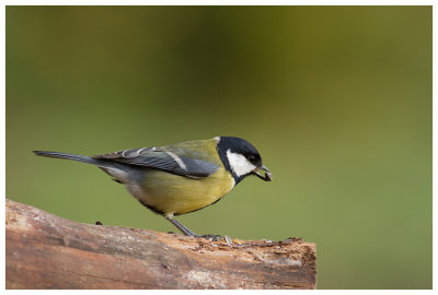 Great Tit 