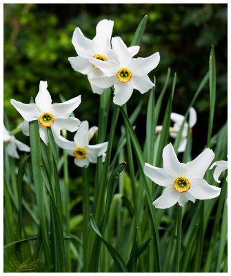 Narcissus poeticus  