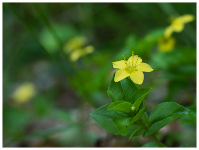 Lysimachia nemorum