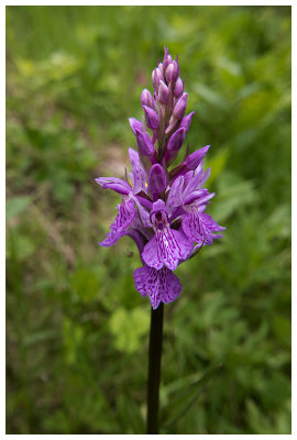 Dactylorhiza fuchsii  