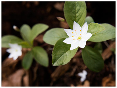 Trientalis europaea   