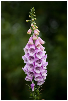 Digitalis purpurea