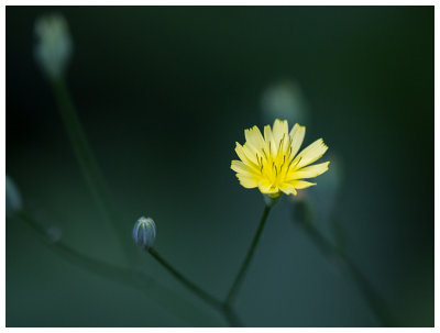 Lapsana communis  