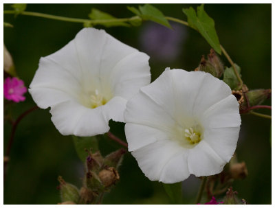 Calystegia sepium  