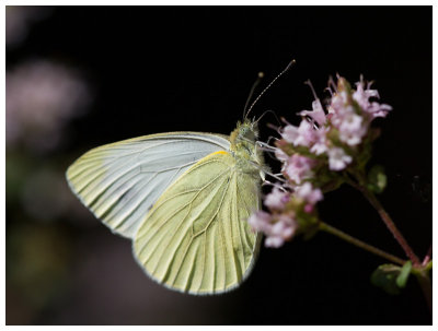 Pieris rapae  