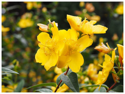 Hypericum calycinum