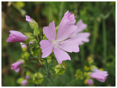 Malva moschata      